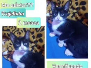 Gato raça SRD idade 2 a 6 meses nome Frajolinha