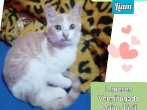 Gato raça SRD idade 2 a 6 meses nome Liam