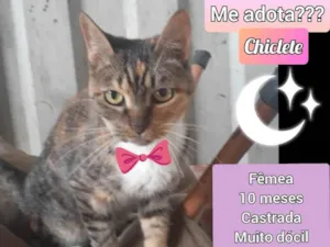 Gato raça SRD idade 7 a 11 meses nome Chiclete