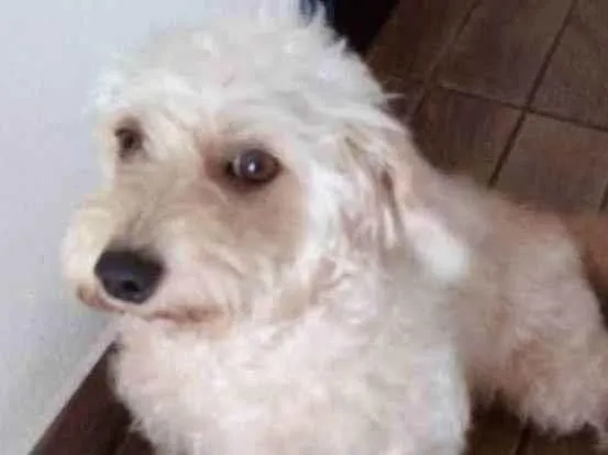 Cachorro ra a Poodle com vira lata idade 4 anos nome Hope