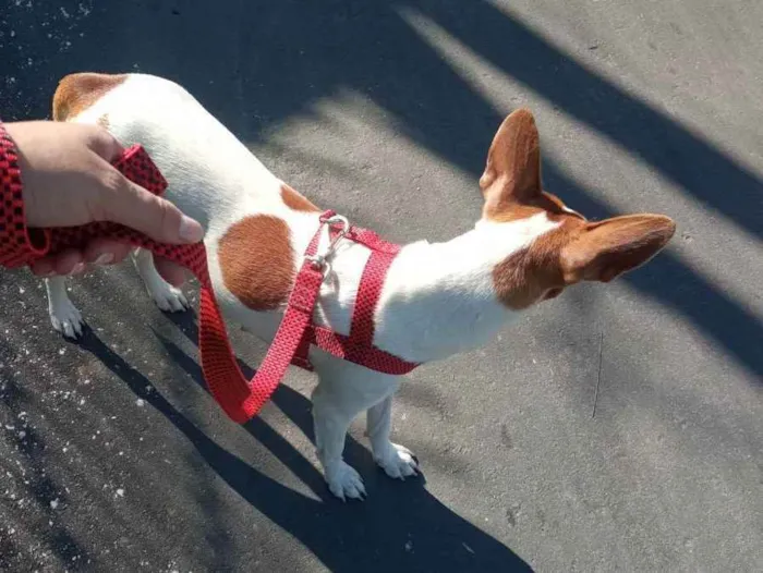 Cachorro ra a Viralata  idade 2 anos nome Bolinha