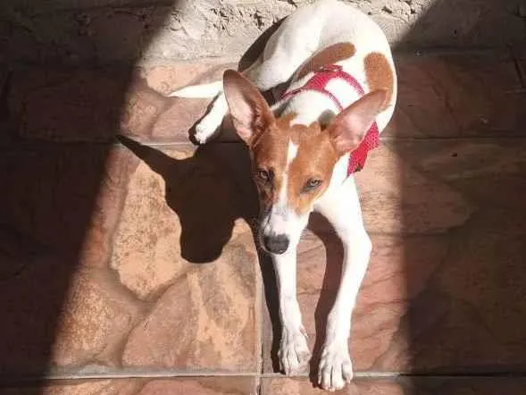 Cachorro ra a Viralata  idade 2 anos nome Bolinha