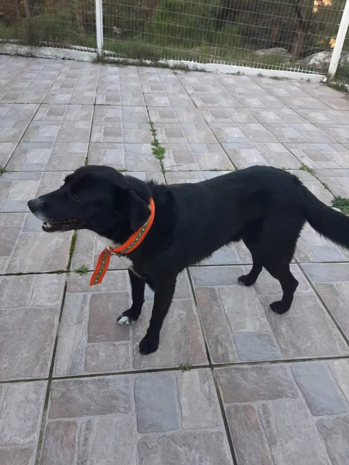 Cachorro raça SRD idade 5 anos nome Pietro Bolota