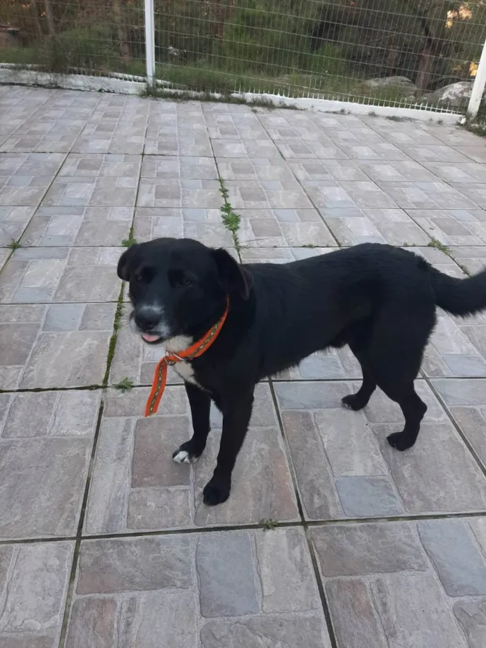 Cachorro raça SRD idade 5 anos nome Pietro Bolota