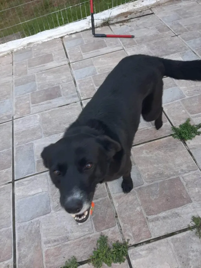 Cachorro raça SRD idade 5 anos nome Pietro Bolota