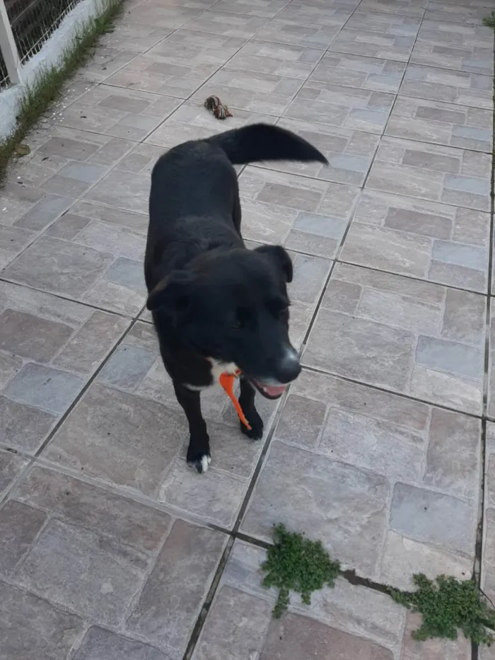 Cachorro raça SRD idade 5 anos nome Pietro Bolota