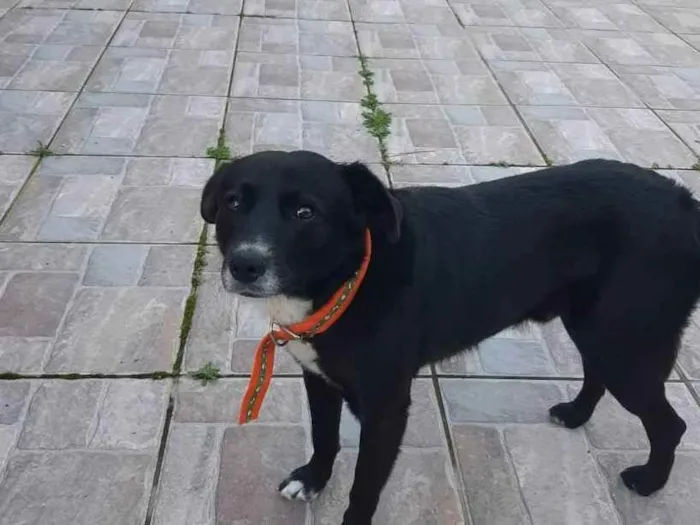 Cachorro raça SRD idade 5 anos nome Pietro Bolota