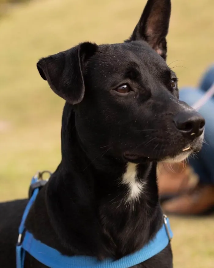 Cachorro ra a  idade 1 ano nome Zulu 