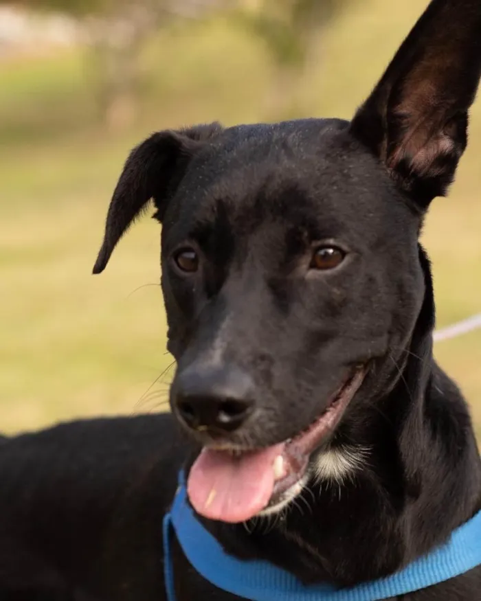 Cachorro ra a  idade 1 ano nome Zulu 