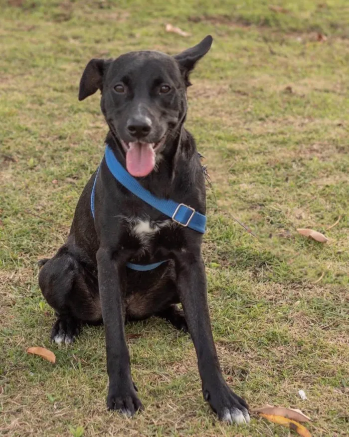 Cachorro ra a  idade 1 ano nome Zulu 