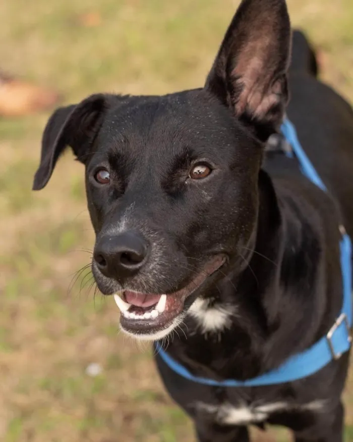 Cachorro ra a  idade 1 ano nome Zulu 