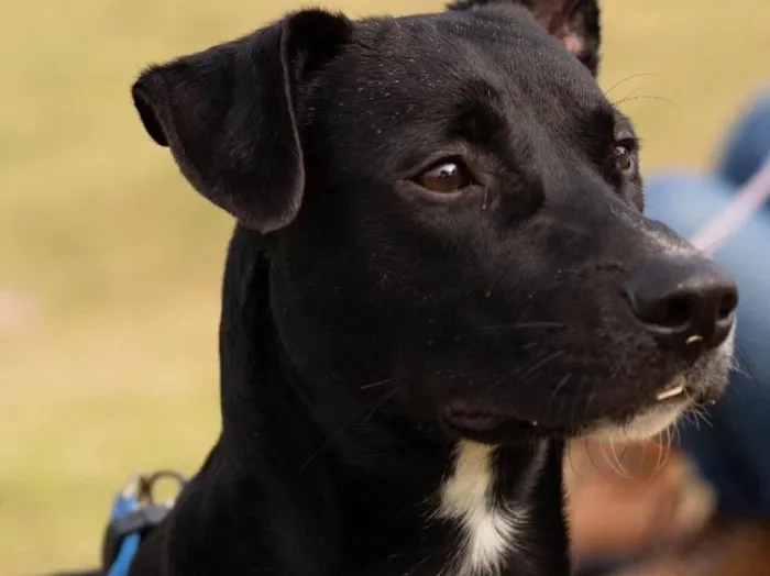 Cachorro ra a  idade 1 ano nome Zulu 