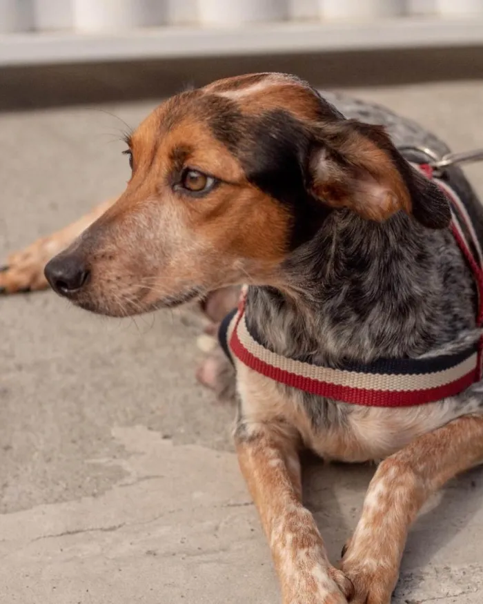 Cachorro ra a  idade 2 anos nome Ravena 