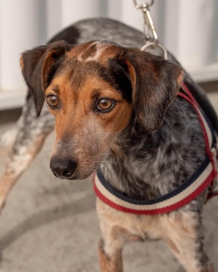 Cachorro ra a  idade 2 anos nome Ravena 