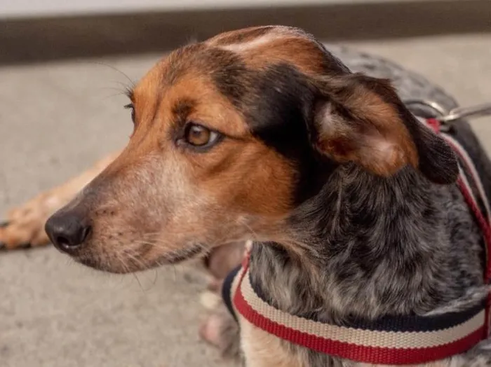 Cachorro ra a  idade 2 anos nome Ravena 