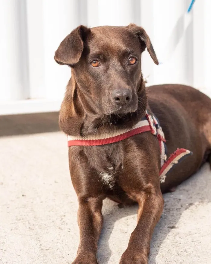 Cachorro ra a  idade 2 anos nome Catarina 