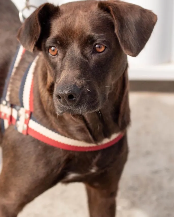 Cachorro ra a  idade 2 anos nome Catarina 