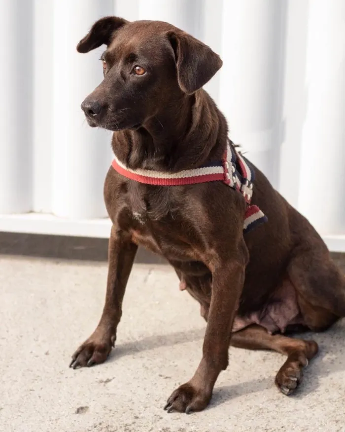 Cachorro ra a  idade 2 anos nome Catarina 