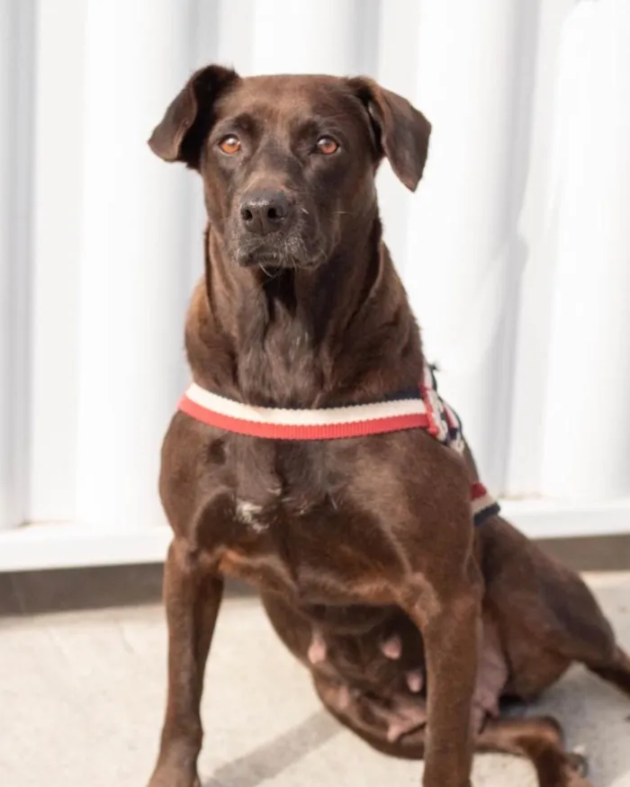 Cachorro ra a  idade 2 anos nome Catarina 