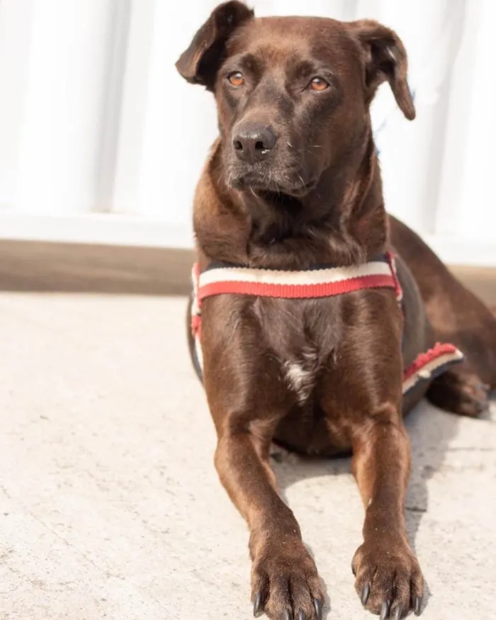 Cachorro ra a  idade 2 anos nome Catarina 