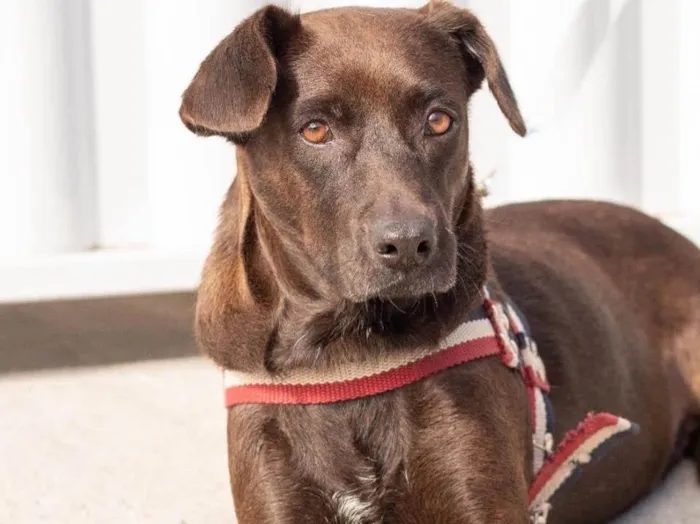 Cachorro ra a  idade 2 anos nome Catarina 