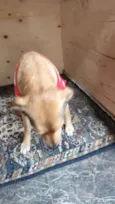 Margarida