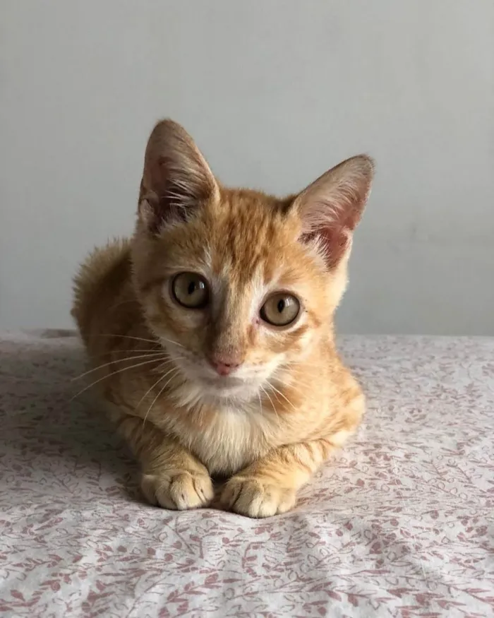 Gato ra a  idade 7 a 11 meses nome Não sei 