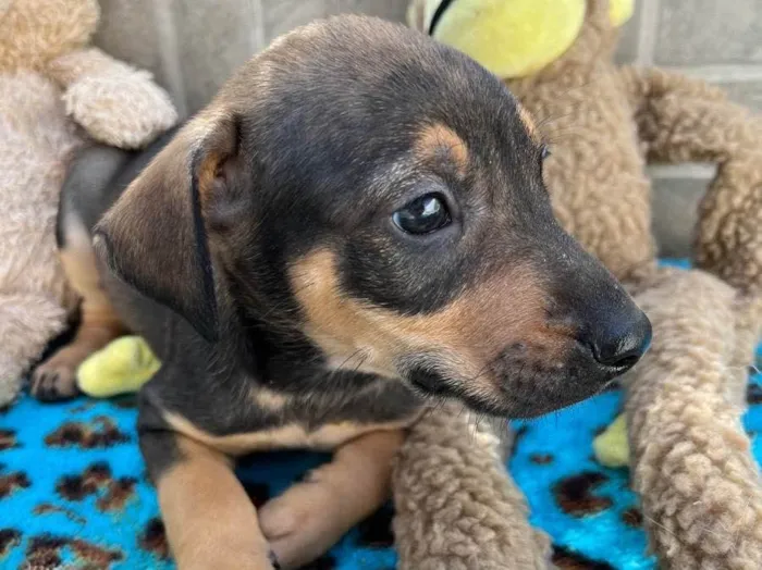 Cachorro raça SRD  idade Abaixo de 2 meses nome Sem Nome 