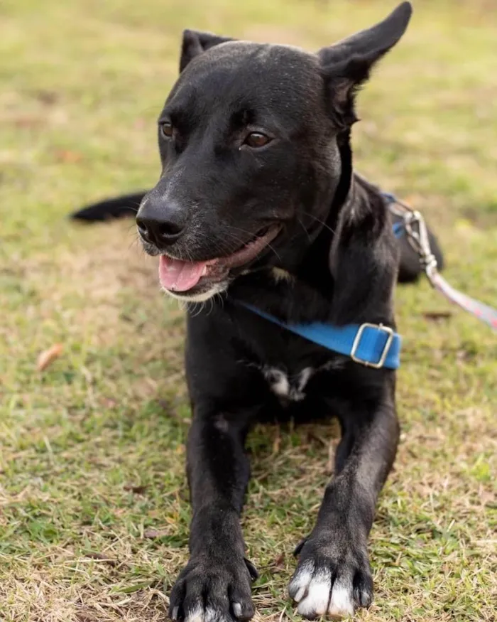 Cachorro ra a  idade 7 a 11 meses nome Não sei 