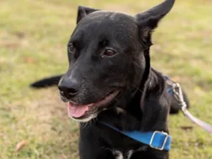 Cachorro raça  idade 7 a 11 meses nome Não sei 