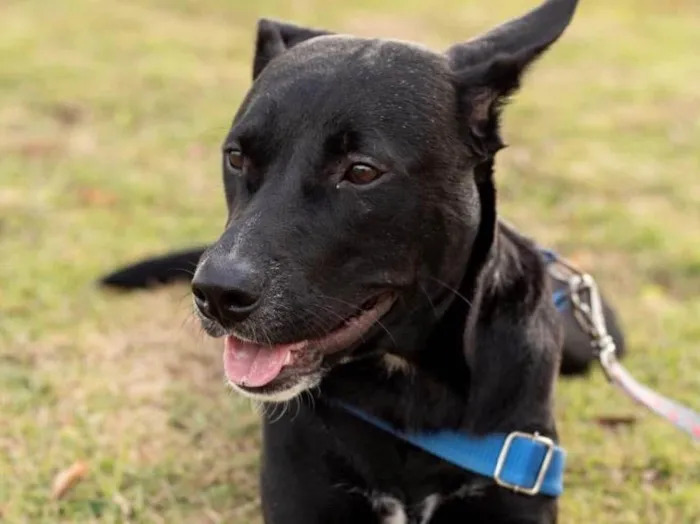 Cachorro ra a  idade 7 a 11 meses nome Não sei 