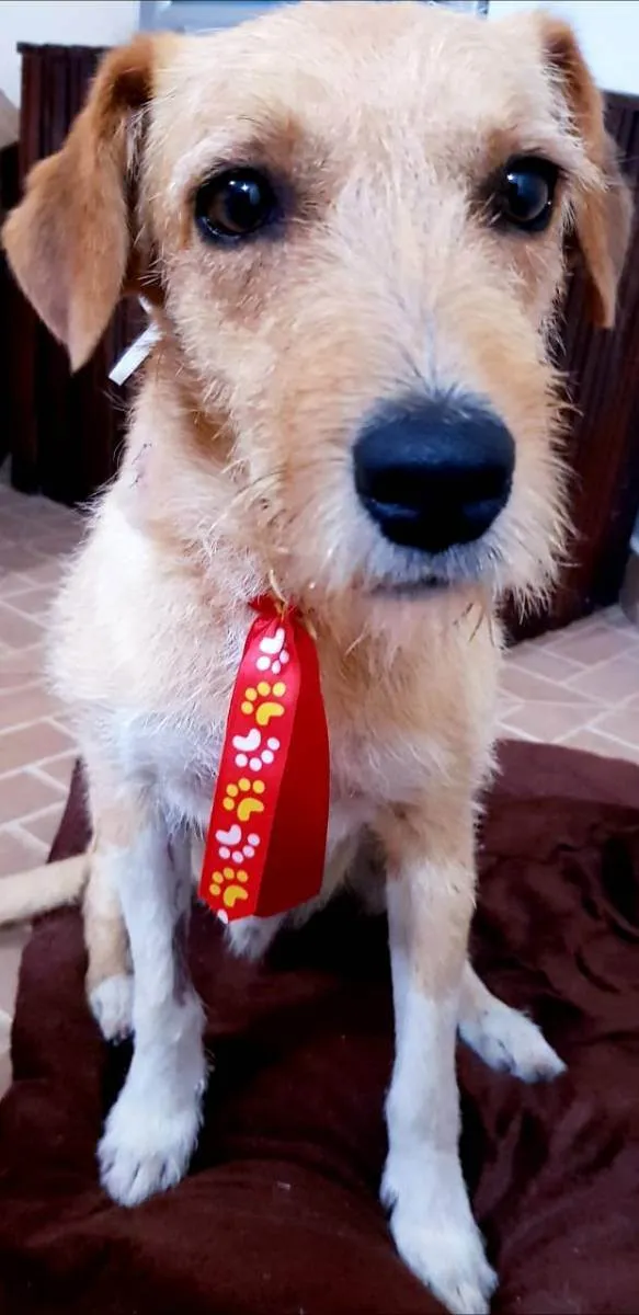 Cachorro ra a SRD idade 1 ano nome Benê