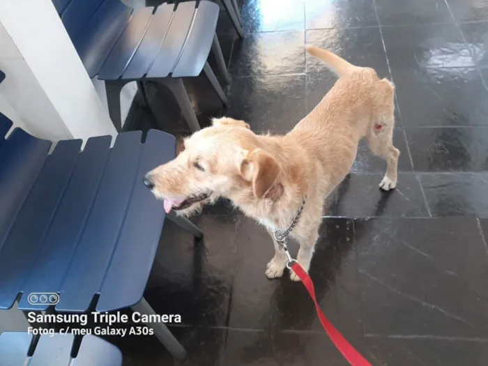 Cachorro ra a SRD idade 1 ano nome Benê