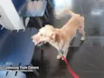 Benê