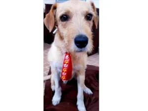 Cachorro raça SRD idade 1 ano nome Benê