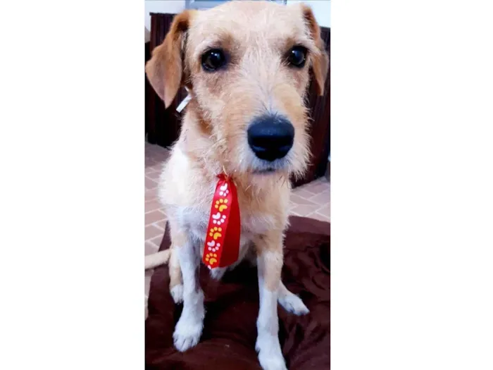 Cachorro ra a SRD idade 1 ano nome Benê