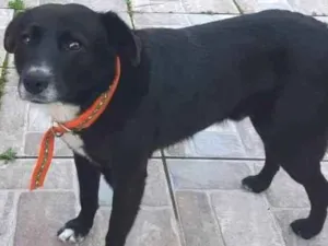 Cachorro raça SRD idade 5 anos nome Pietro Bolota