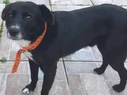 Cachorro raça SRD idade 5 anos nome Pietro Bolota