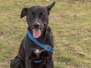 Cachorro raça  idade 1 ano nome Zulu 