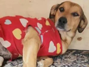 Cachorro raça SRD idade 1 ano nome Margarida