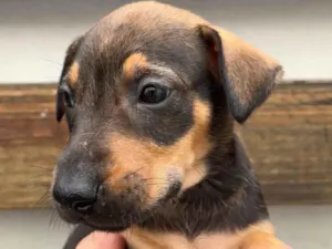 Cachorro raça SRD  idade Abaixo de 2 meses nome Sem Nome 