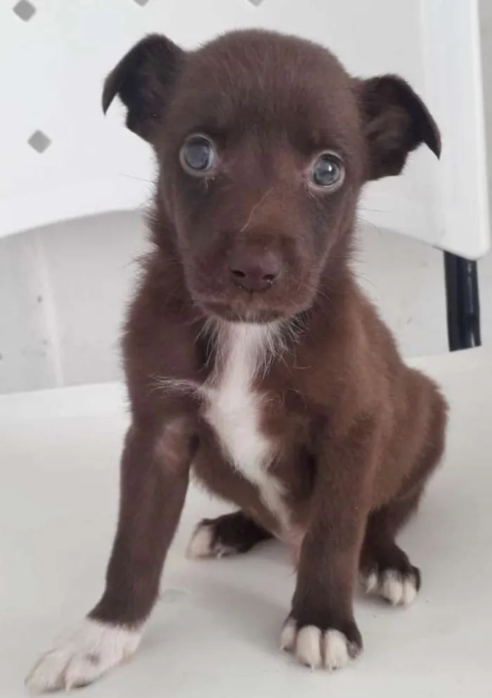 Cachorro raça SRD idade 2 a 6 meses nome HARRY