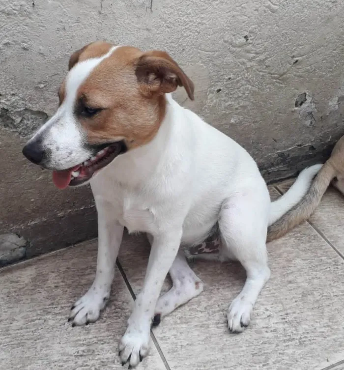 Cachorro raça SRD idade 1 ano nome DON
