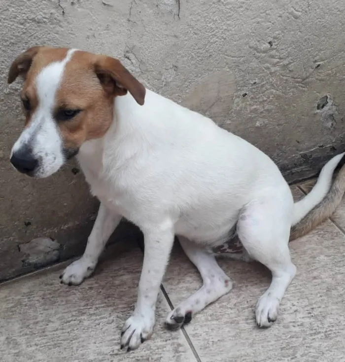 Cachorro raça SRD idade 1 ano nome DON