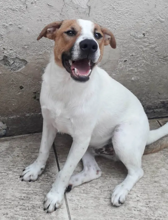 Cachorro raça SRD idade 1 ano nome DON