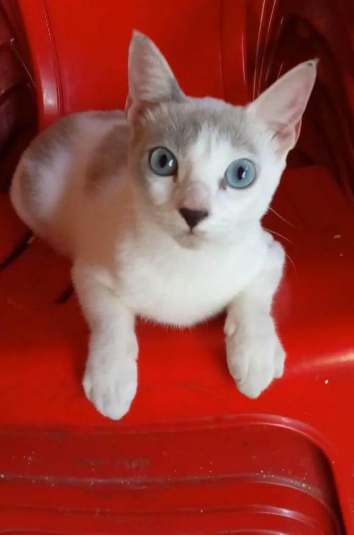 Gato ra a srd bicolor idade 7 a 11 meses nome LUZ