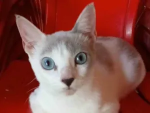 Gato raça srd bicolor idade 7 a 11 meses nome LUZ