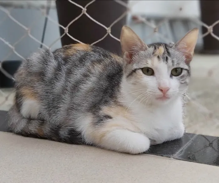 Gato ra a srd tricolor idade 2 a 6 meses nome PENÉLOPE 
