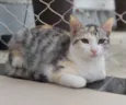 PENÉLOPE