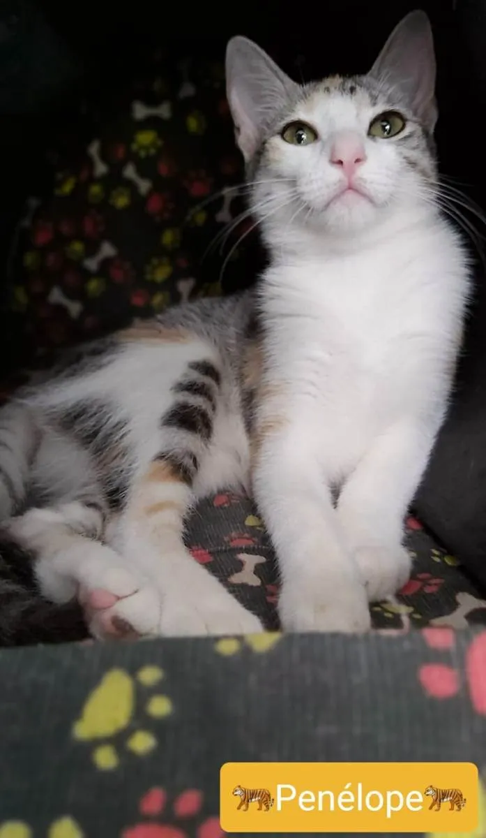 Gato ra a srd tricolor idade 2 a 6 meses nome PENÉLOPE 